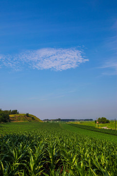 田野玉米