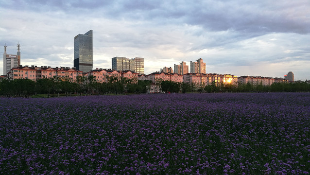 紫色花海中的都市黄昏