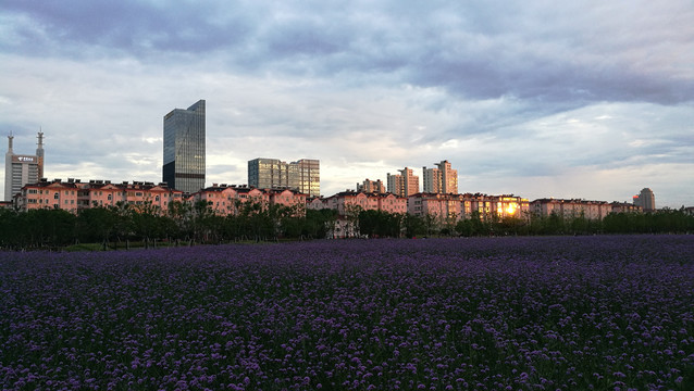 紫色花海中的城市黄昏