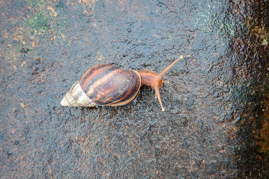 潮湿地面爬行的蜗牛