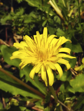 田野上黄色屋根草花特写