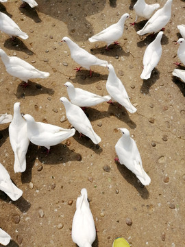 奔走在觅食路上的白鸽们