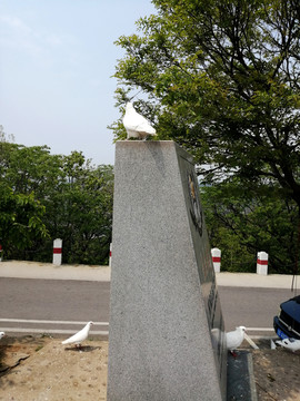 石碑上一只警戒的白鸽