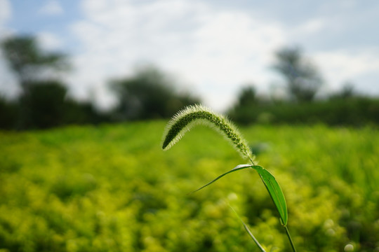 狗尾巴草