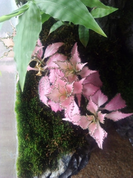 红色网纹草