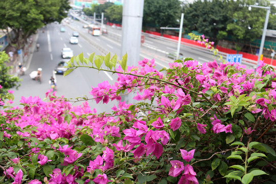 花