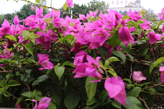 花