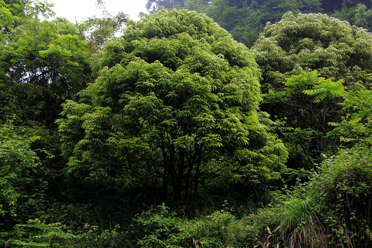 绿树葱葱