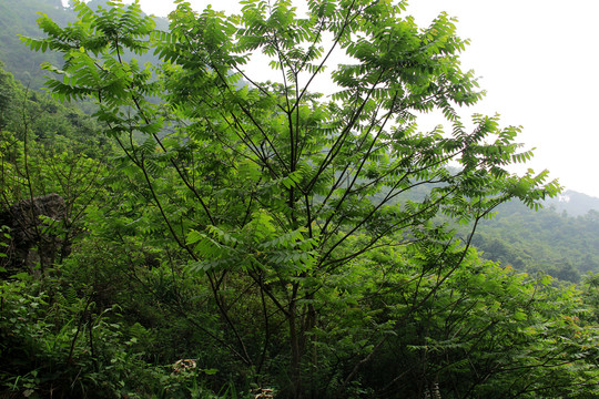 野核桃树