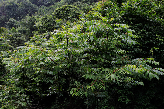 野核桃树