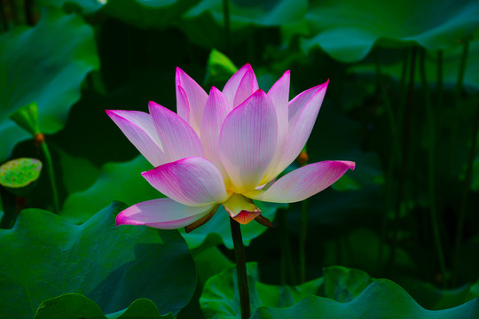 荷花