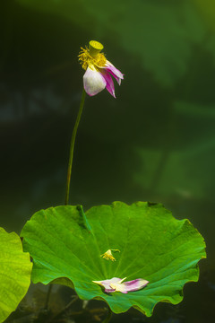 荷花