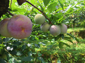 东留芙蓉李