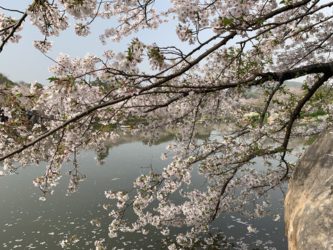 武汉东湖樱花园