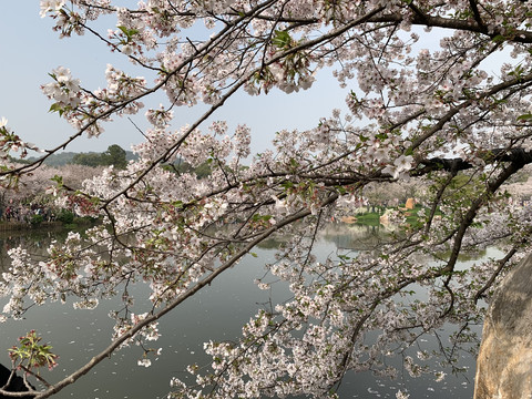 武汉东湖樱花园