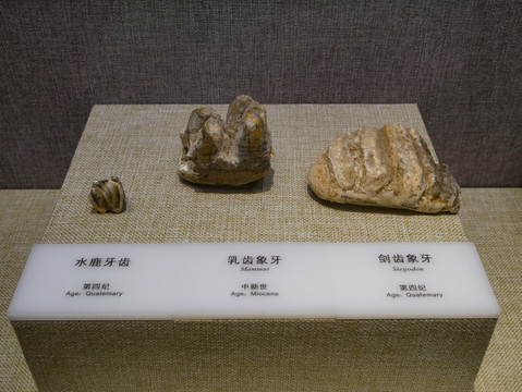 史前动物牙齿化石