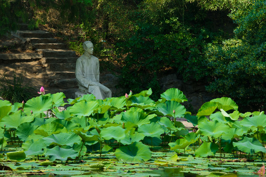 清华大学夏季荷花塘