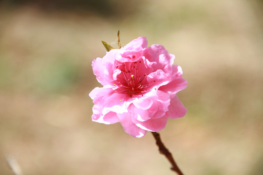 桃花特写