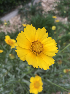 金鸡菊