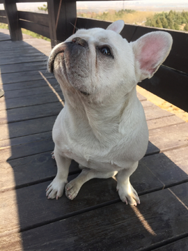 法国斗牛犬