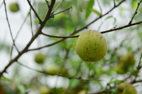 树上的桃子