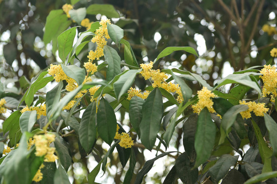 黄色桂花