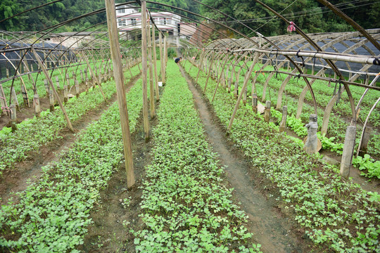 农田菜地大棚西芹