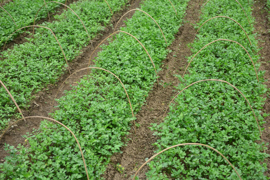 西芹种植高效农业