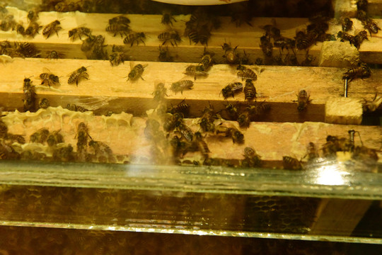 养蜂人养蜂