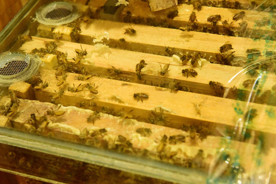 养蜂人养蜂