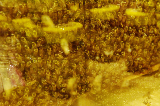 蜂巢蜂蜡