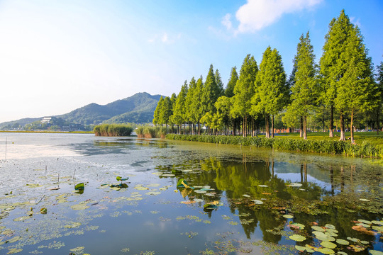 宁波马山湿地