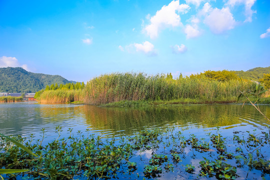 宁波马山湿地