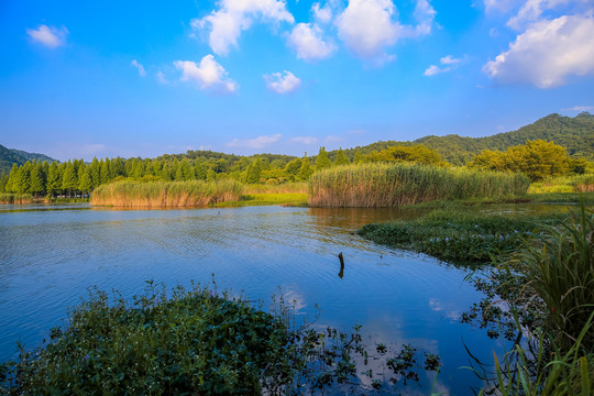 宁波马山湿地