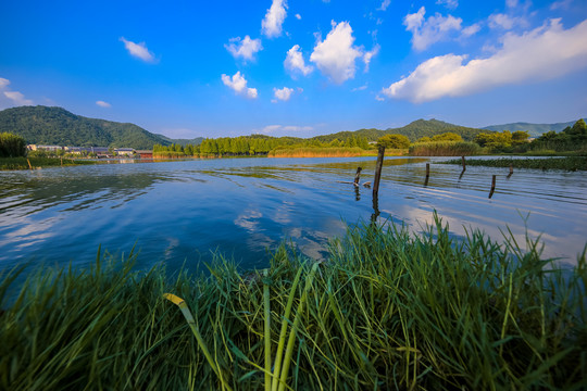 宁波马山湿地芦苇荡