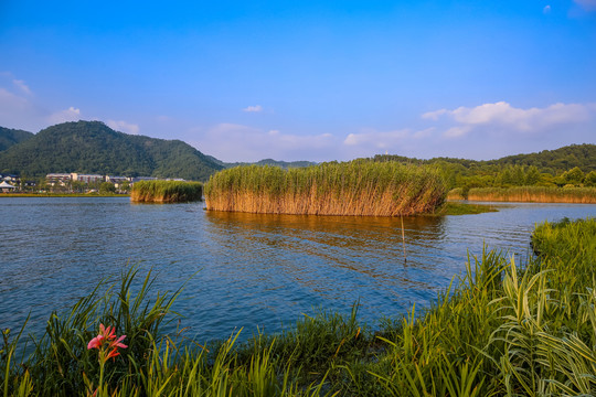 宁波东钱湖芦苇荡