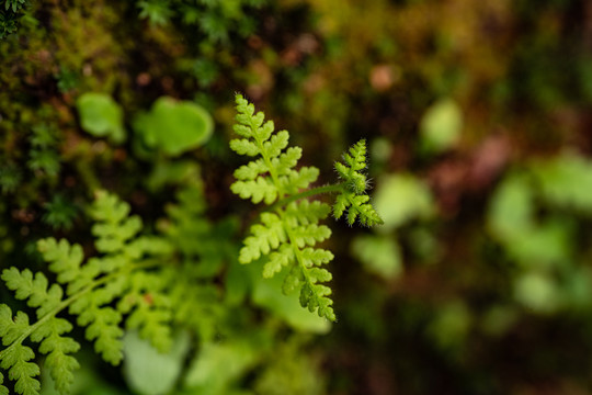 小草野草