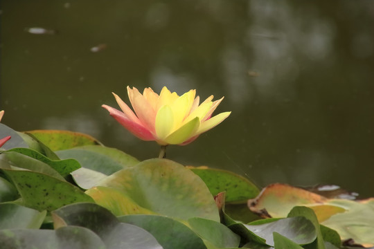 睡莲
