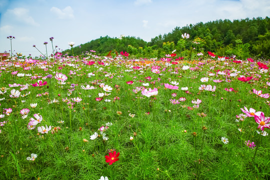 七彩波斯菊花