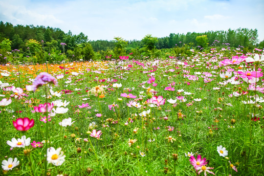 格桑花花卉