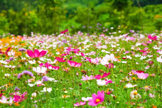 格桑花