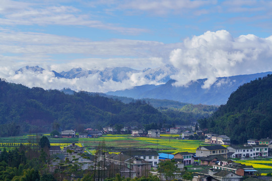 蓝天白云油菜花地四川民居