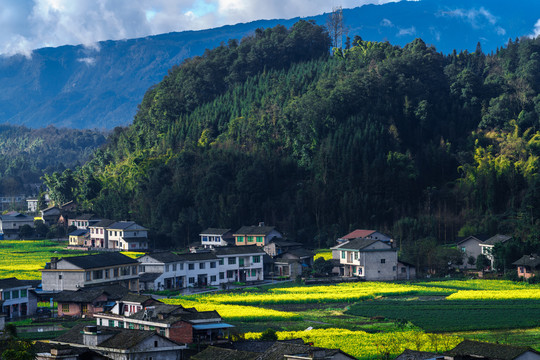 蓝天白云油菜花地四川民居