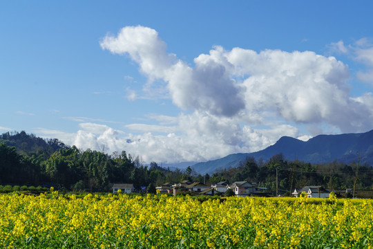 蓝天白云村庄油菜花