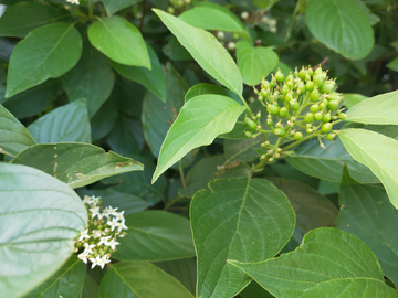 红瑞木 繁花似锦 毛栎 小白花