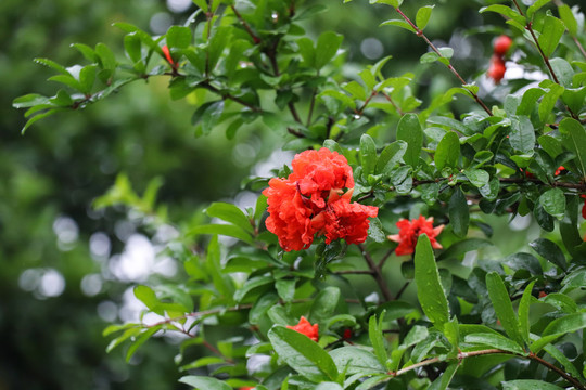 石榴花安石榴