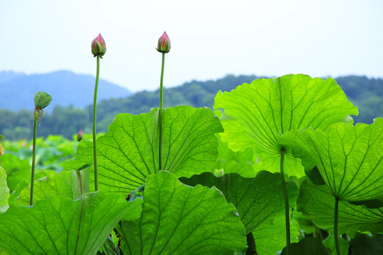 荷花