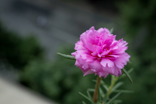 太阳花