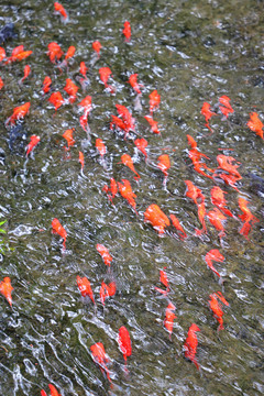 小河里的红色鱼群