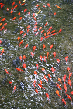小河里的红色鱼群